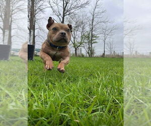 Mutt Dogs for adoption in Brights Grove, Ontario, Canada