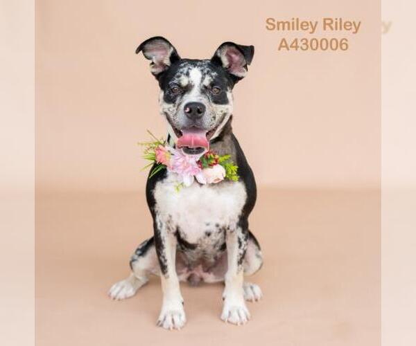 Medium Photo #1 Mutt Puppy For Sale in Conroe, TX, USA