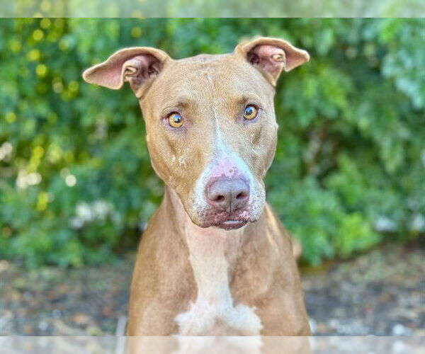 Medium Photo #1 Greyhound-Unknown Mix Puppy For Sale in Tavares, FL, USA