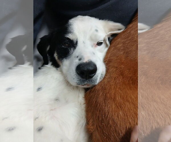 Medium Photo #1 Mutt Puppy For Sale in Bellevue, WA, USA