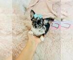Small Chihuahua