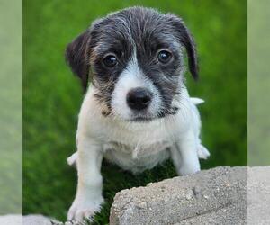 Mutt Dogs for adoption in San Diego, CA, USA