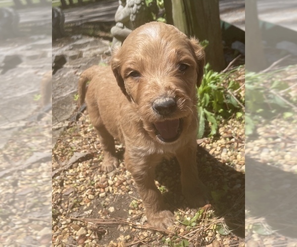 Medium Photo #3 Goldendoodle Puppy For Sale in FAYETTEVILLE, TN, USA