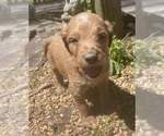 Small Photo #3 Goldendoodle Puppy For Sale in FAYETTEVILLE, TN, USA