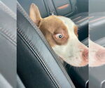 Small #2 American Pit Bull Terrier Mix