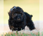 Small Photo #21 Poodle (Toy) Puppy For Sale in WARSAW, IN, USA