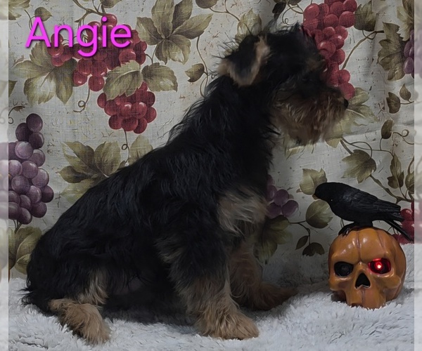 Medium Photo #3 Yorkshire Terrier Puppy For Sale in AZLE, TX, USA