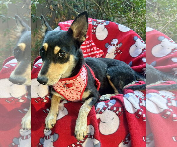 Medium Photo #3 Dachshund-Unknown Mix Puppy For Sale in Missouri City, TX, USA