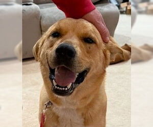 Labrador Retriever-Unknown Mix Dogs for adoption in Winter Park, CO, USA