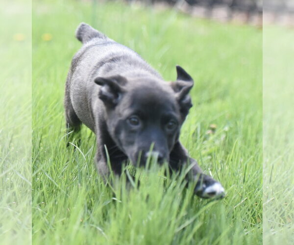 Medium Photo #3 Aussiedor Puppy For Sale in Mechanicsburg, PA, USA