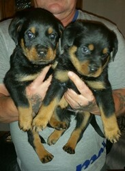 Rottweiler Puppy for sale in DALLAS, TX, USA