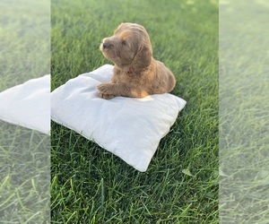 Goldendoodle (Miniature) Puppy for sale in PAYSON, UT, USA