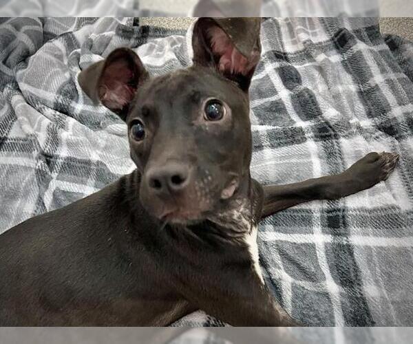 Medium Photo #2 American Staffordshire Terrier-Labrador Retriever Mix Puppy For Sale in Tallahassee, FL, USA