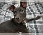 Small #1 American Staffordshire Terrier-Labrador Retriever Mix