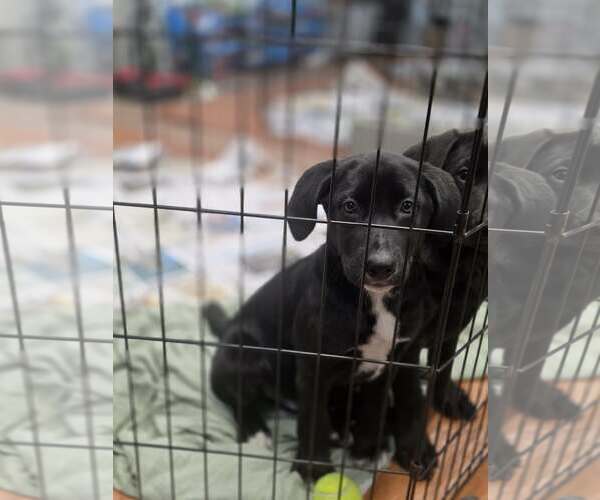 Medium Photo #4 Labrador Retriever-Unknown Mix Puppy For Sale in SHERBURNE, NY, USA