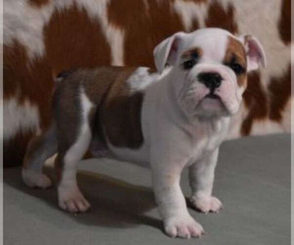 Medium Photo #8 English Bulldog Puppy For Sale in MARSHFIELD, MO, USA