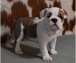 Small #7 English Bulldog