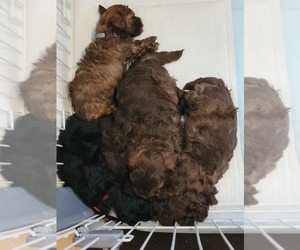 Poodle (Miniature)-ShihPoo Mix Puppy for sale in GEORGETOWN, TX, USA