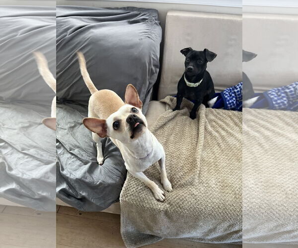 Medium Photo #5 Chihuahua-Unknown Mix Puppy For Sale in Rockaway, NJ, USA