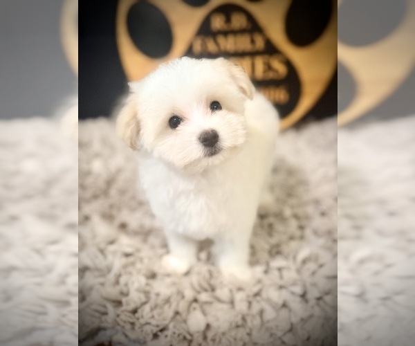 Medium Photo #8 Maltipoo (Toy) Puppy For Sale in CROSSVILLE, TN, USA