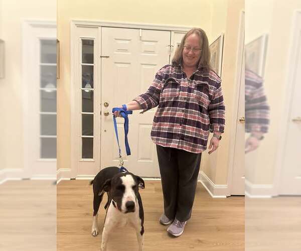 Medium Photo #2 Plott Hound Puppy For Sale in Cherry Hill, NJ, USA