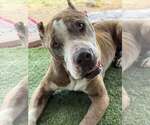 Small American Staffordshire Terrier-Great Dane Mix