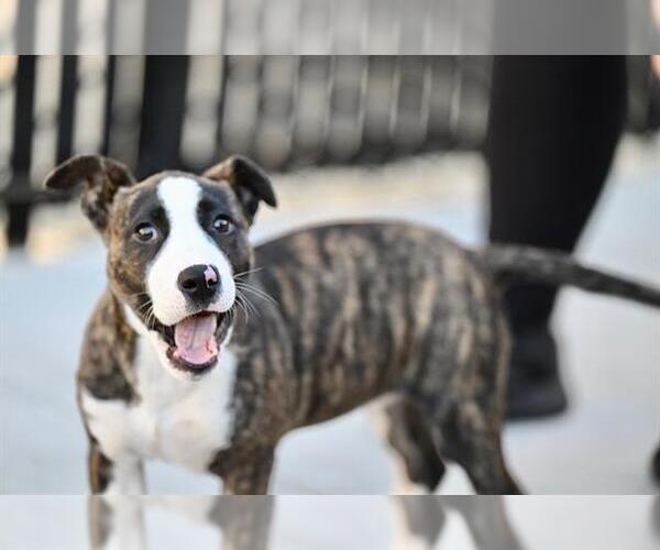 Medium Photo #1 Bull Terrier-Unknown Mix Puppy For Sale in Santa Cruz, CA, USA