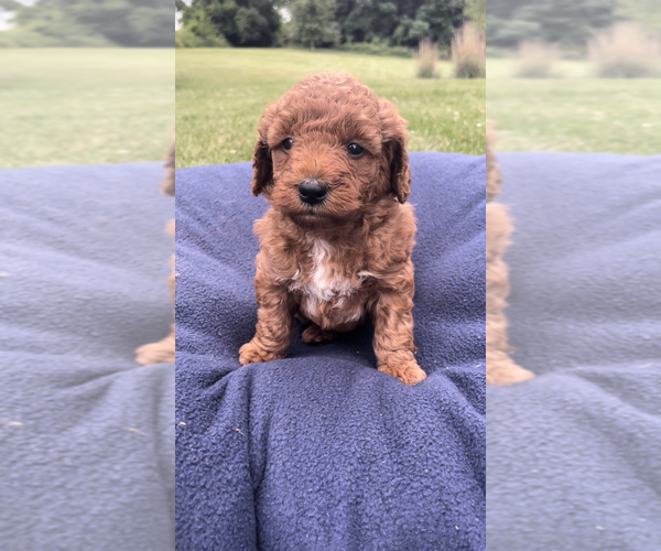 Medium Photo #4 Goldendoodle-Poodle (Miniature) Mix Puppy For Sale in RANDOLPH, WI, USA
