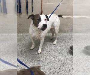 Mutt Dogs for adoption in Conroe, TX, USA