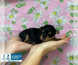 Schnoodle (Miniature) Dog for Adoption in WINNSBORO, Louisiana USA