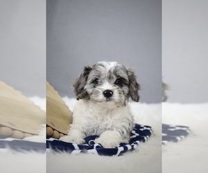 Cavapoo Puppy for sale in WEST SALEM, OH, USA