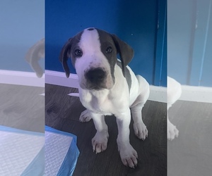 Great Dane Puppy for sale in KENANSVILLE, NC, USA
