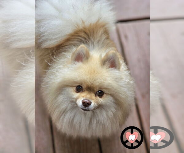 Medium Photo #2 Pomeranian Puppy For Sale in Lebanon, PA, USA