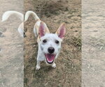 Small #2 Chihuahua