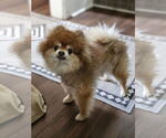 Small #1 Pomeranian
