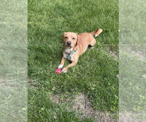 Medium Photo #1 Chiweenie Puppy For Sale in Springdale, PA, USA