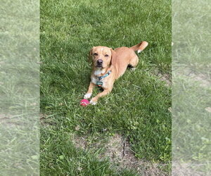 Chiweenie Dogs for adoption in Springdale, PA, USA