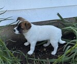 Small #2 Rat Terrier