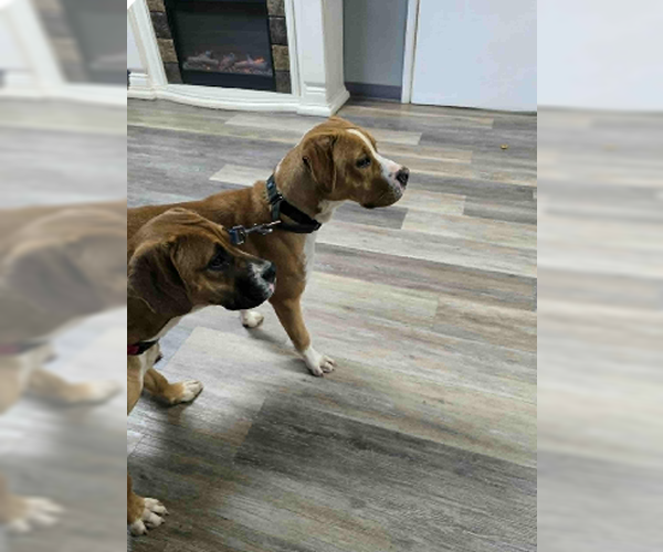 Medium Photo #12 Boxer-Unknown Mix Puppy For Sale in Burnsville, MN, USA
