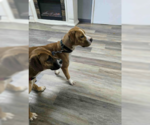Small #11 Boxer Mix