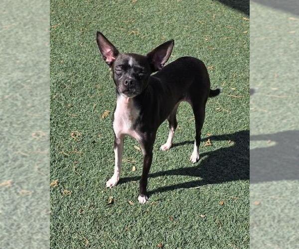 Medium Photo #3 Chiweenie Puppy For Sale in Rockwall, TX, USA