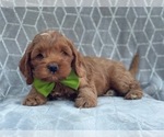 Small Photo #10 Cocker Spaniel-Poodle (Miniature) Mix Puppy For Sale in LAKELAND, FL, USA