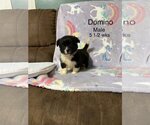 Small Photo #5 Boston Terrier-Unknown Mix Puppy For Sale in pomfret, CT, USA