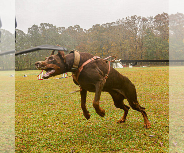 Medium Photo #64 Doberman Pinscher Puppy For Sale in FORT LAUDERDALE, FL, USA