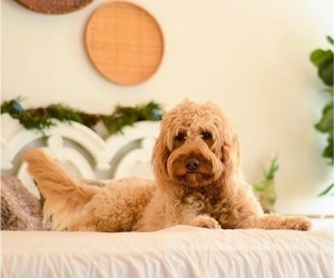 Mother of the Goldendoodle puppies born on 11/02/2021