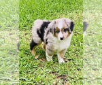 Small Photo #10 Miniature Australian Shepherd Puppy For Sale in ANTHONY, FL, USA