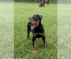 Doberman Pinscher Puppy for Sale in NEWTON, North Carolina USA