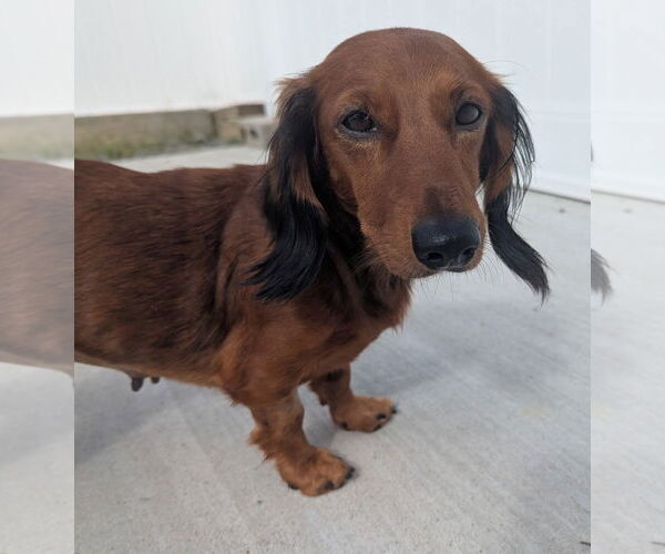 Medium Photo #2 Dachshund Puppy For Sale in Shelbyville, TN, USA