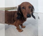 Small #1 Dachshund