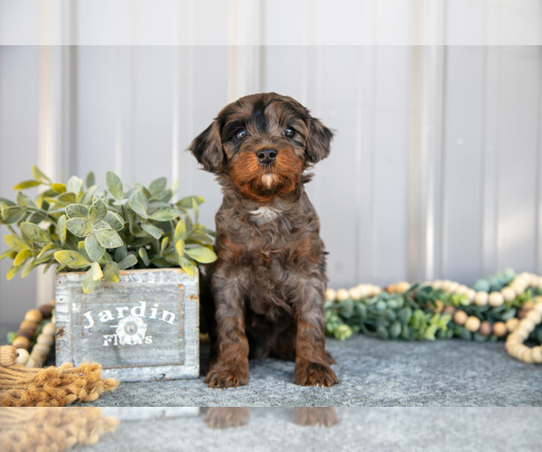 Medium Photo #2 Cavapoo Puppy For Sale in NAPPANEE, IN, USA